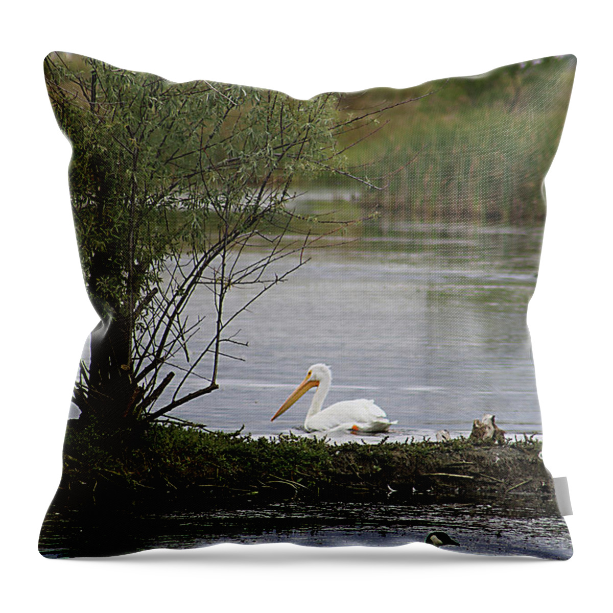 Goose Throw Pillow featuring the photograph The Goose and the Pelican by Alyce Taylor