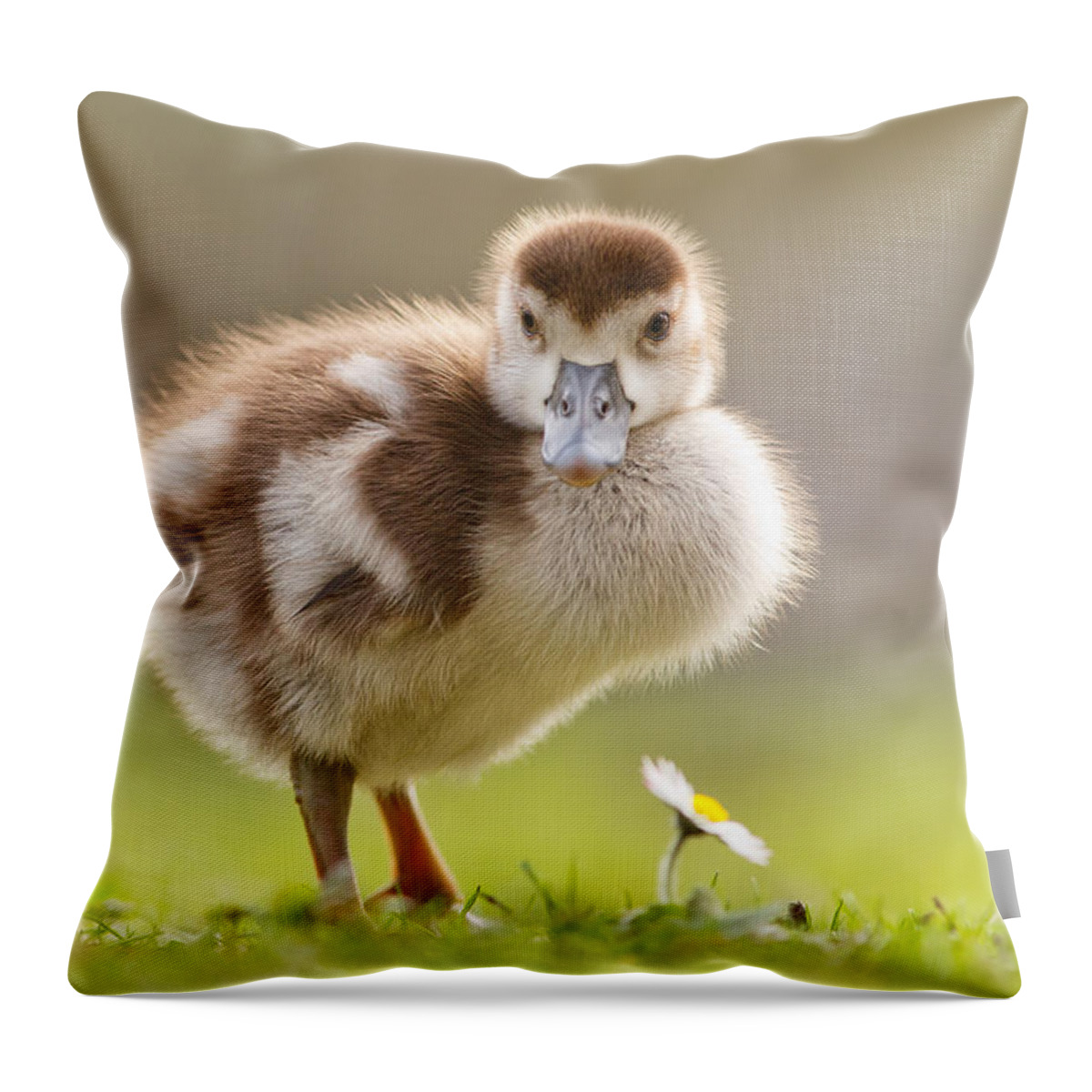 Gosling Throw Pillow featuring the photograph The Gosling and the Flower by Roeselien Raimond