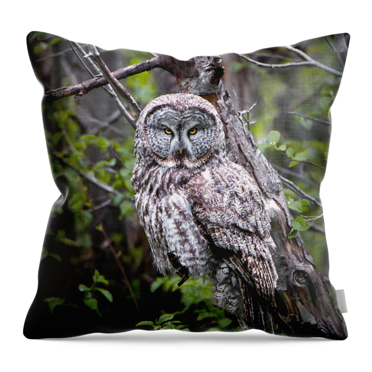 Great Gray Owl Throw Pillow featuring the photograph The Great Gray by Ryan Smith