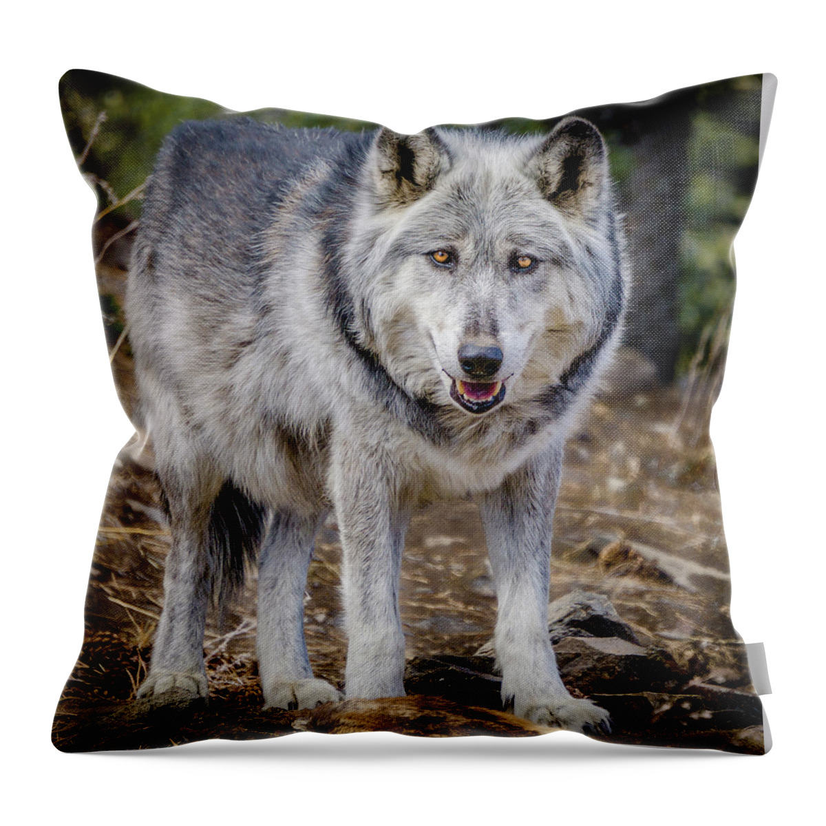 Animal Throw Pillow featuring the photograph The Great Gray Wolf by Teri Virbickis