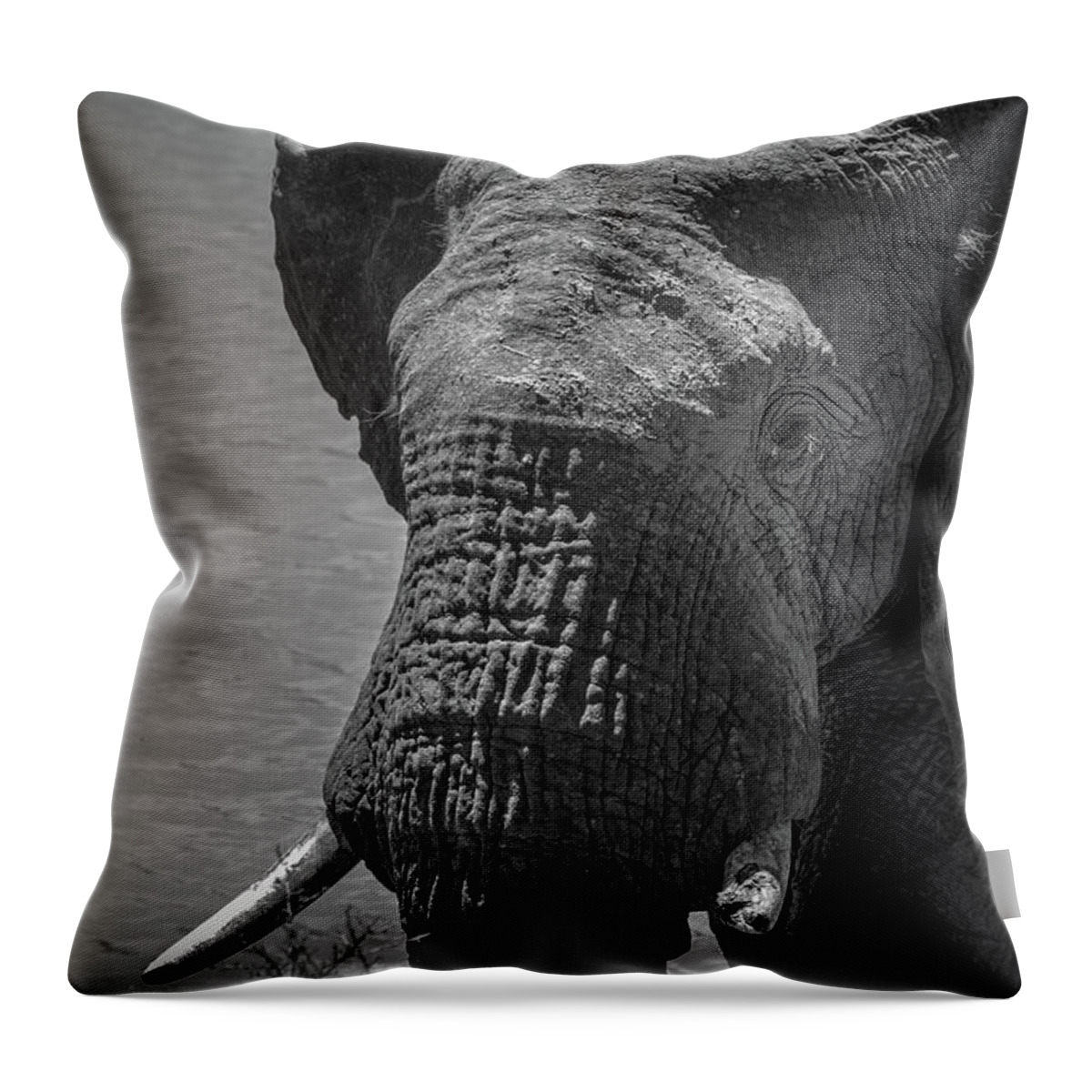 Africa Throw Pillow featuring the photograph The Guardian by James Capo