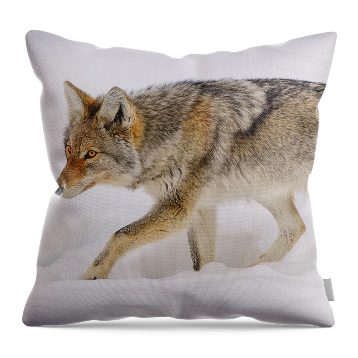 Coyote Throw Pillow featuring the photograph The Hunter by Greg Norrell