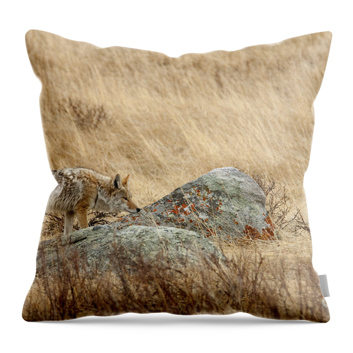 Coyote. Rocky Mountain National Park Throw Pillow featuring the photograph The Huntress by Bon and Jim Fillpot