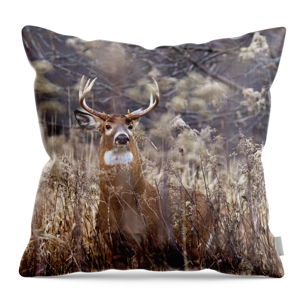 White-tailed Throw Pillow featuring the photograph The King by Mircea Costina Photography