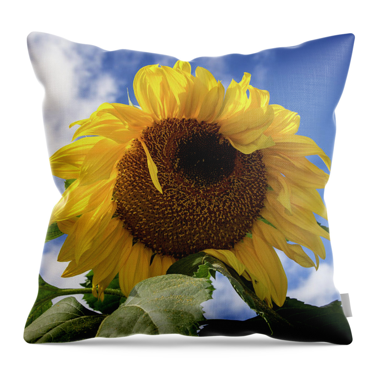 Sunflowers Throw Pillow featuring the photograph The Last Sunflower by John Haldane
