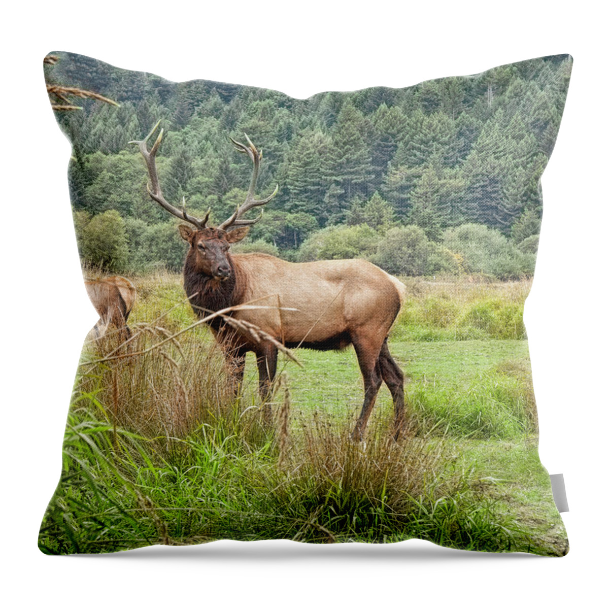 Landscape Throw Pillow featuring the photograph The Leader by John M Bailey