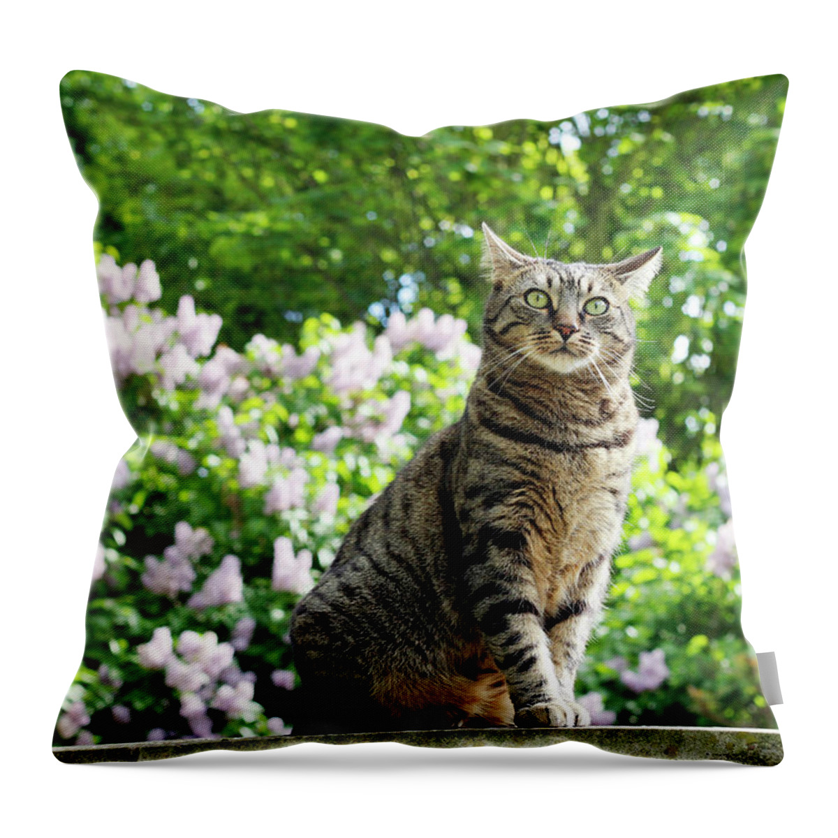 Animal Throw Pillow featuring the photograph The lilac fairy by Helga Novelli