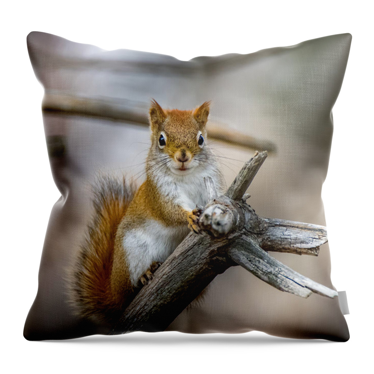 Squirrel Throw Pillow featuring the photograph The Look by Bob Orsillo