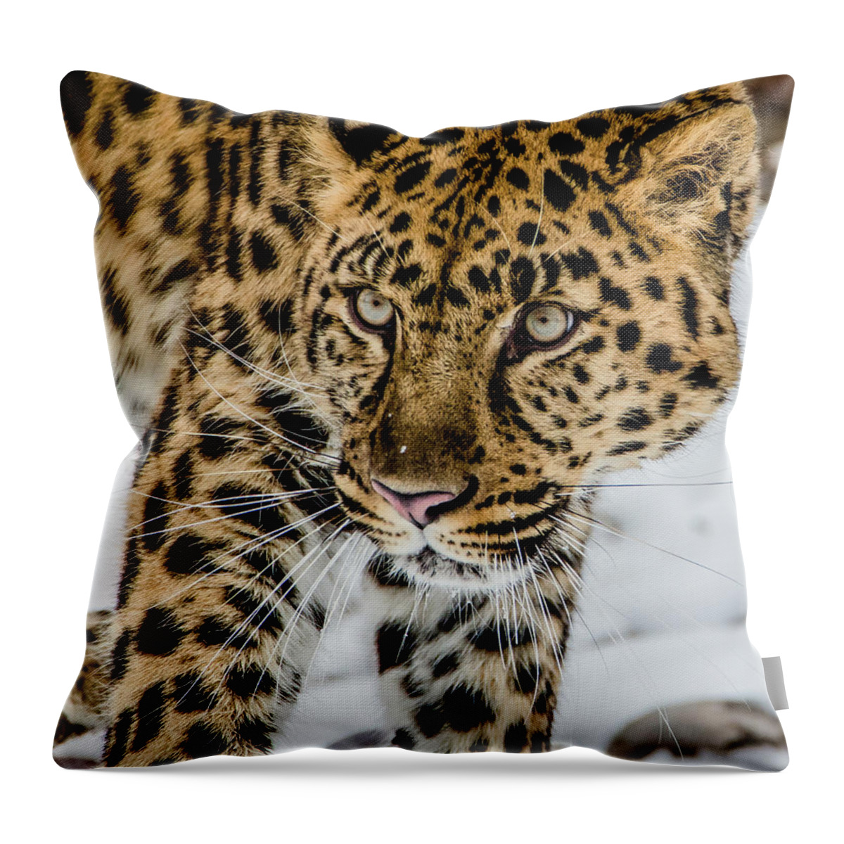 Amur Leopard Throw Pillow featuring the photograph The Look by Teresa Wilson