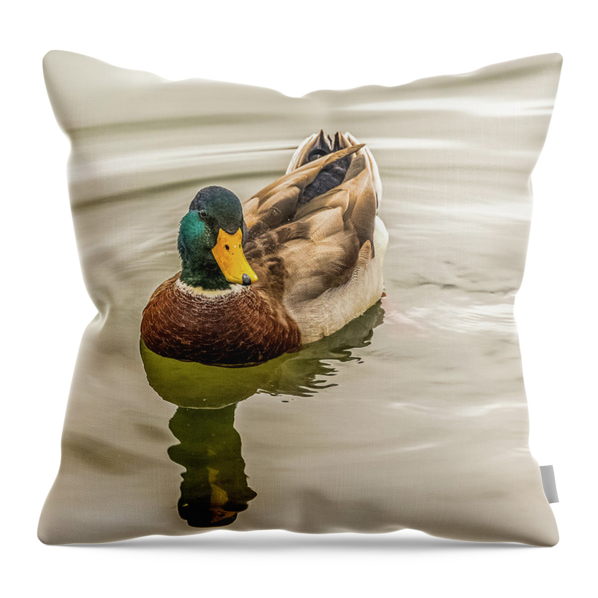 Mallard Duck Throw Pillow featuring the photograph The Mallard Drake by Yeates Photography