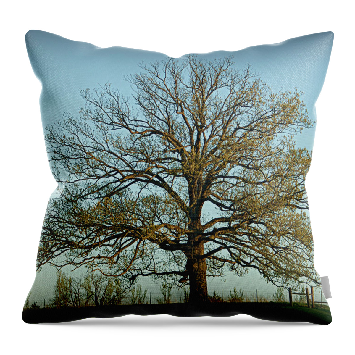 Oak Throw Pillow featuring the photograph The Mighty Oak in Spring by Cricket Hackmann