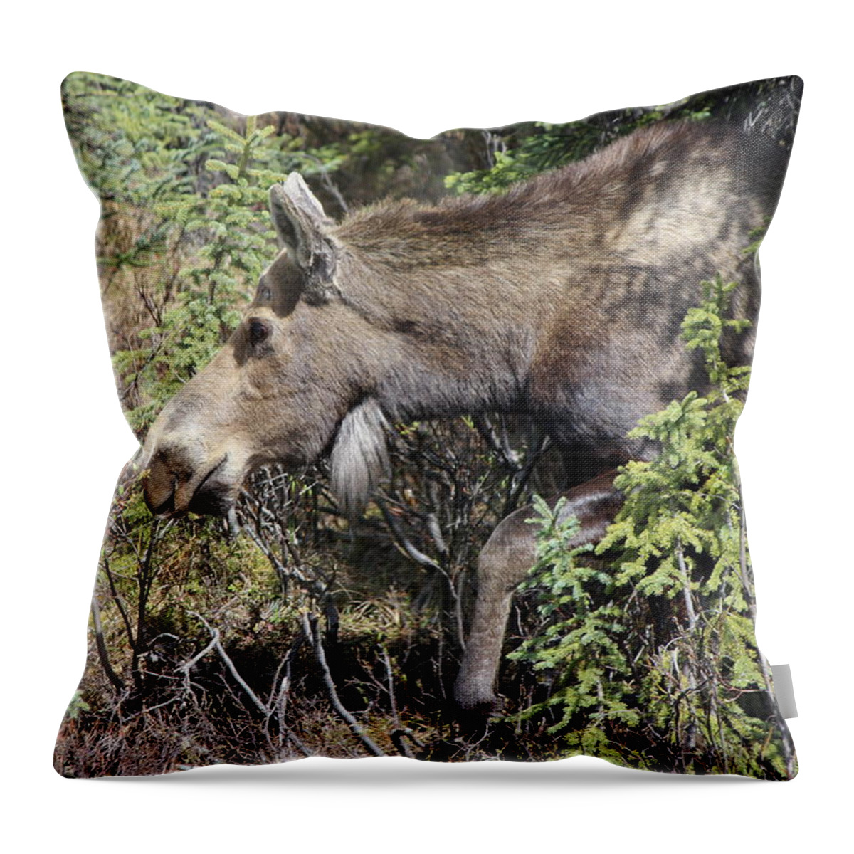Moose Throw Pillow featuring the photograph The Moose by John Mathews