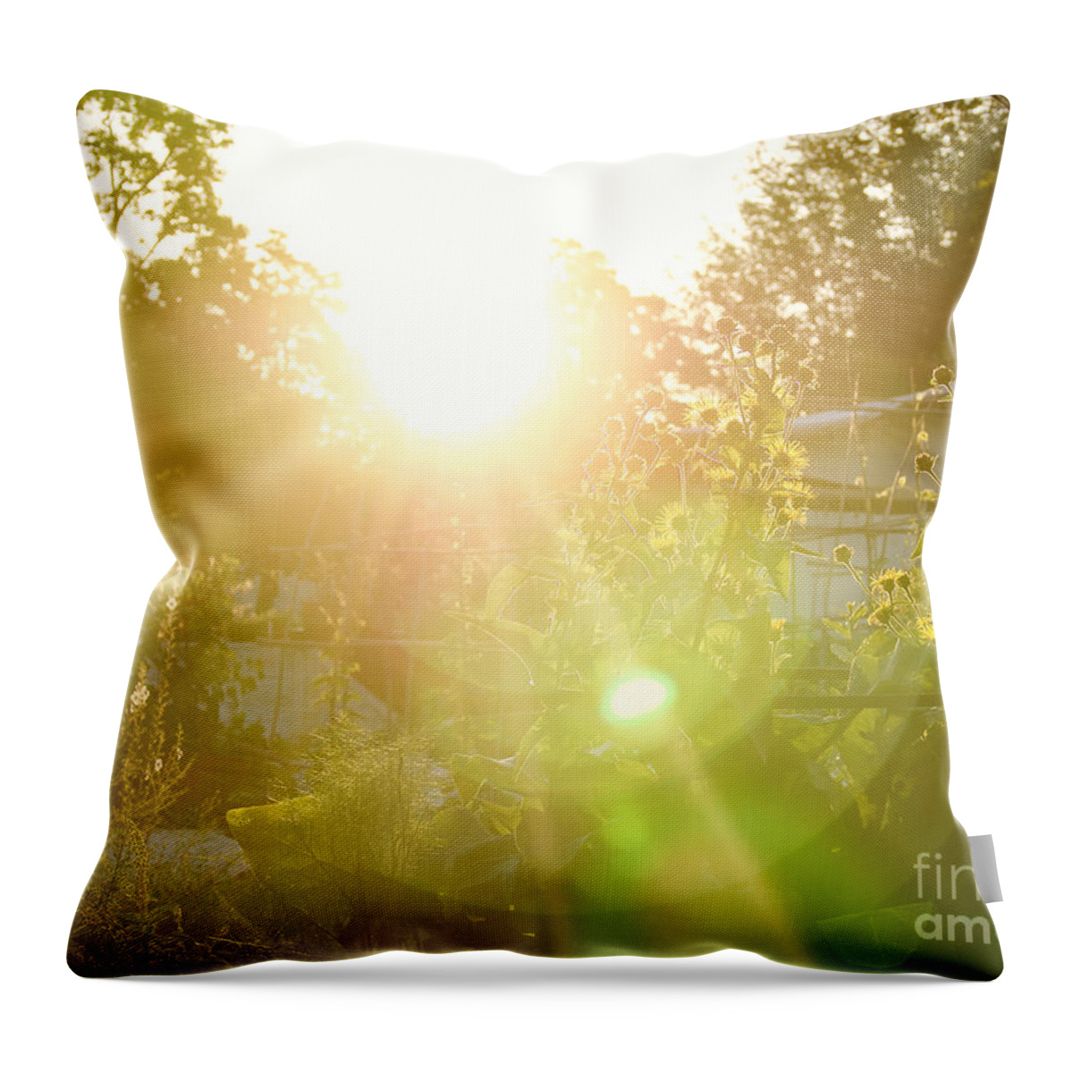 Garden Throw Pillow featuring the photograph The Nursery Garden at Sunrise by Rachel Morrison