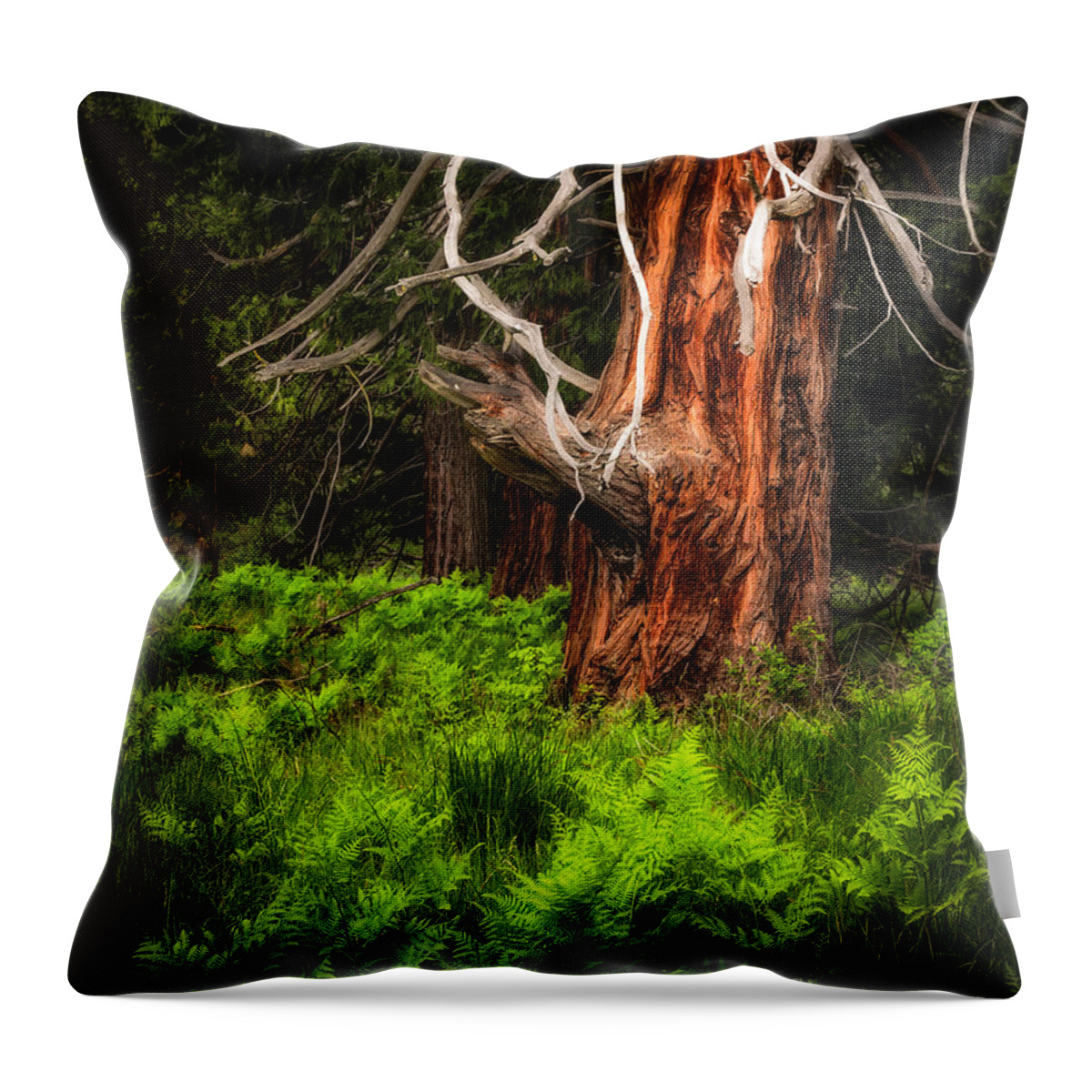 Yosemite Throw Pillow featuring the photograph The Old Tree by Anthony Michael Bonafede