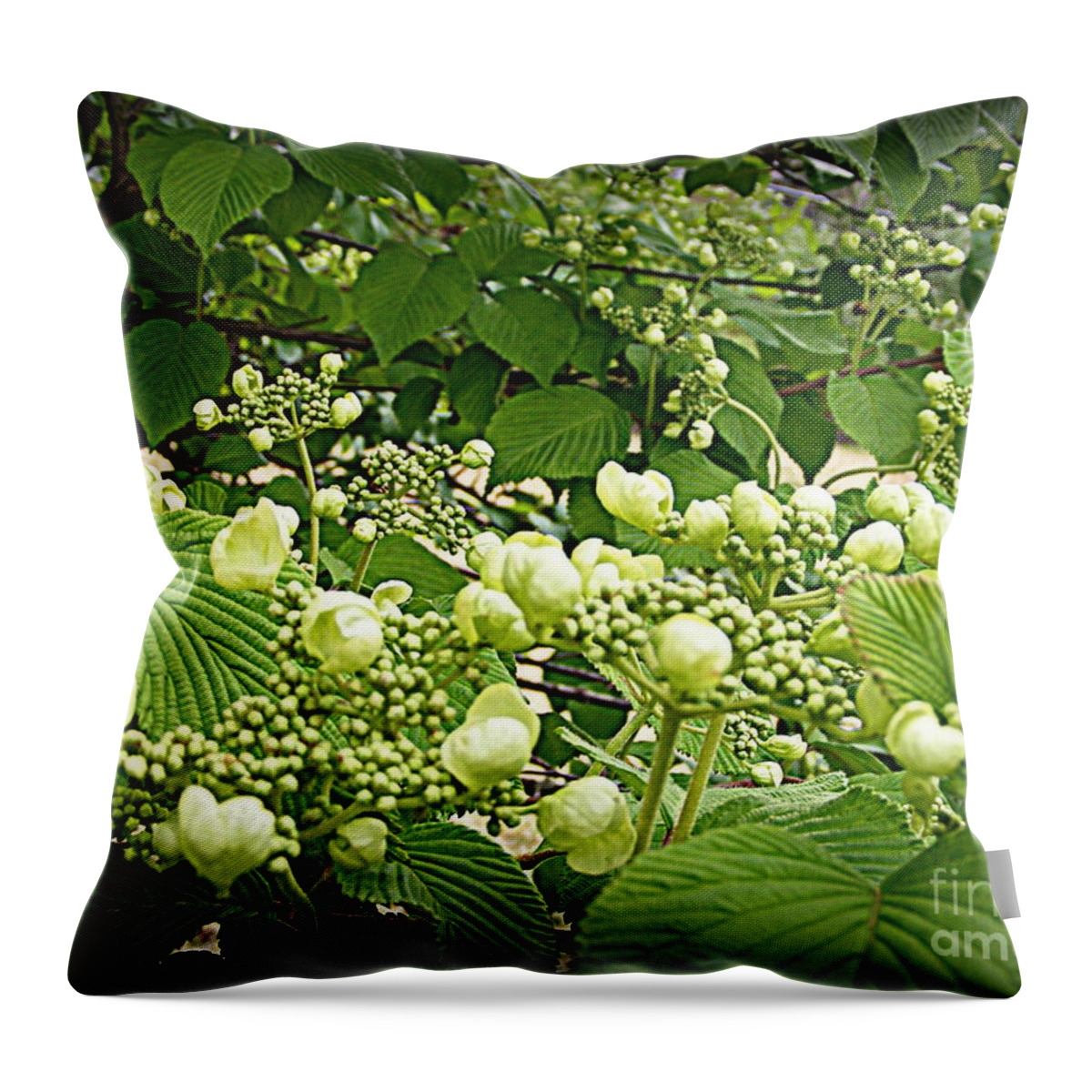Photography Throw Pillow featuring the photograph The Prequel by Nancy Kane Chapman