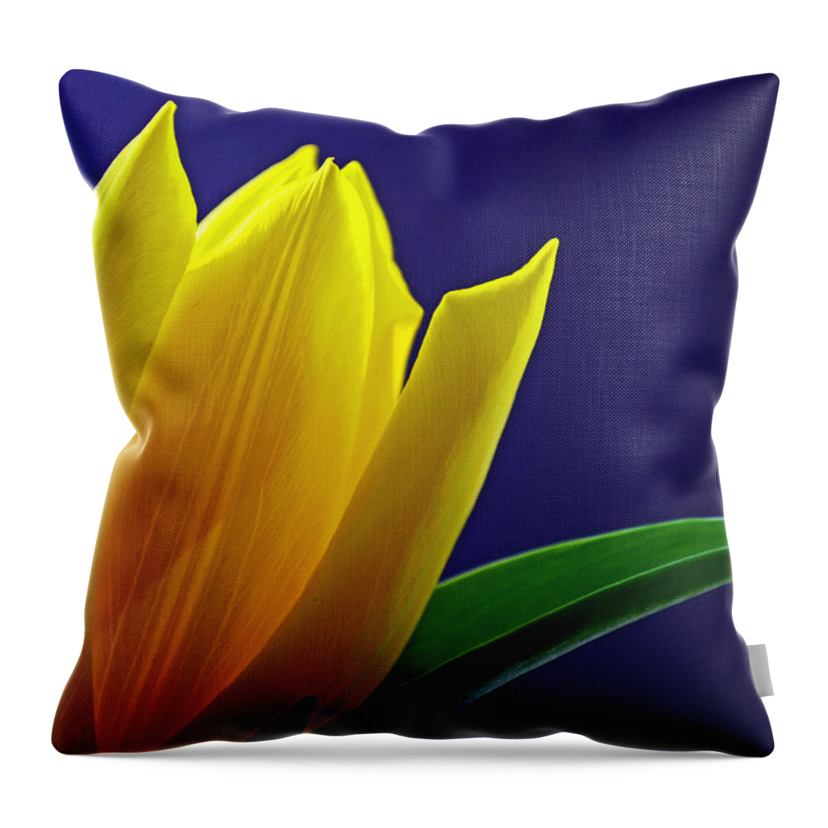 Tulip Throw Pillow featuring the photograph The Present by Melanie Moraga