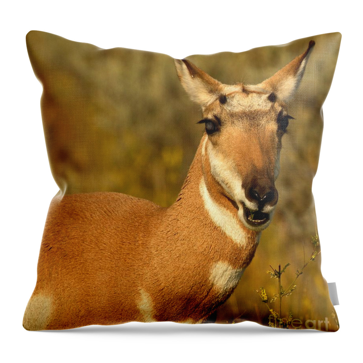 Pronghorn Throw Pillow featuring the photograph The Pronghorn Munch by Adam Jewell