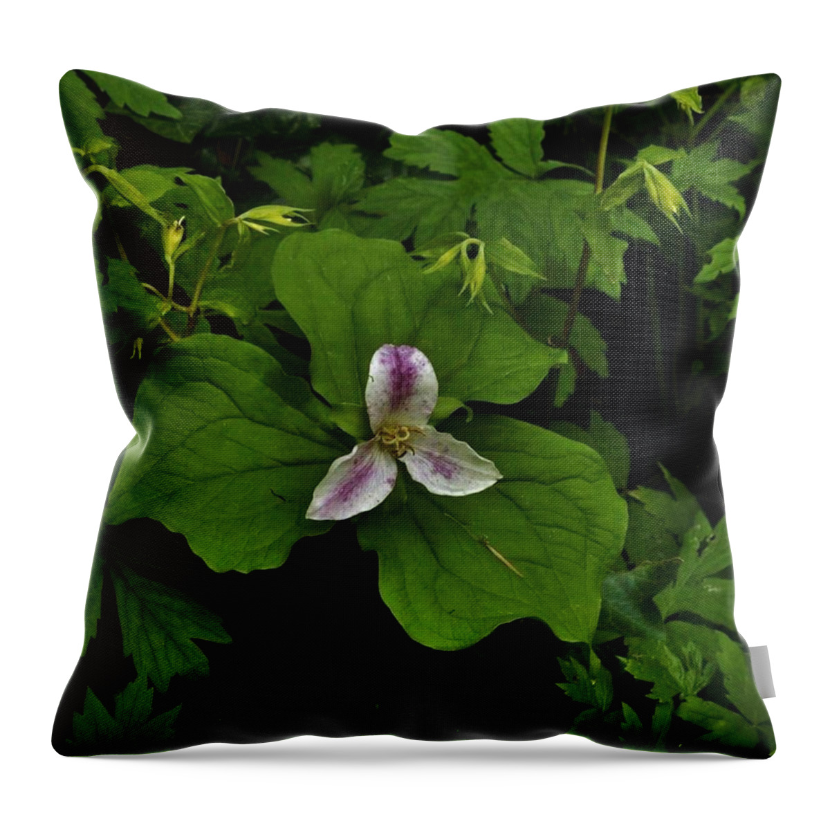 Flowers Throw Pillow featuring the photograph The Quite Forest by Charles Lucas