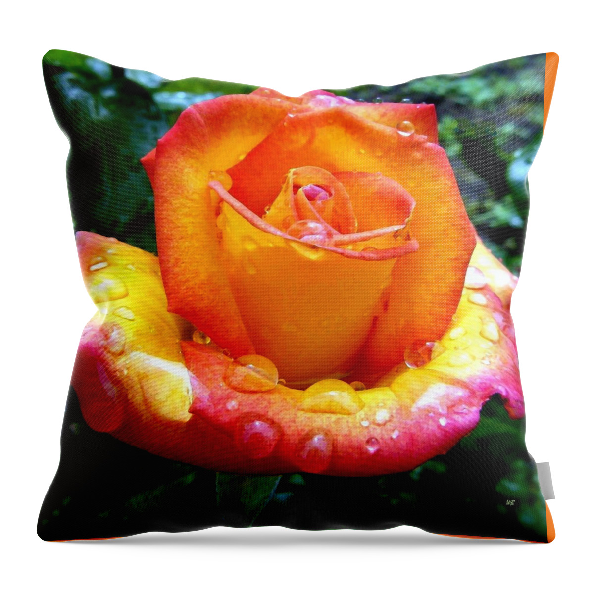 Red Gold Rose Throw Pillow featuring the photograph The Red Gold Rose by Will Borden