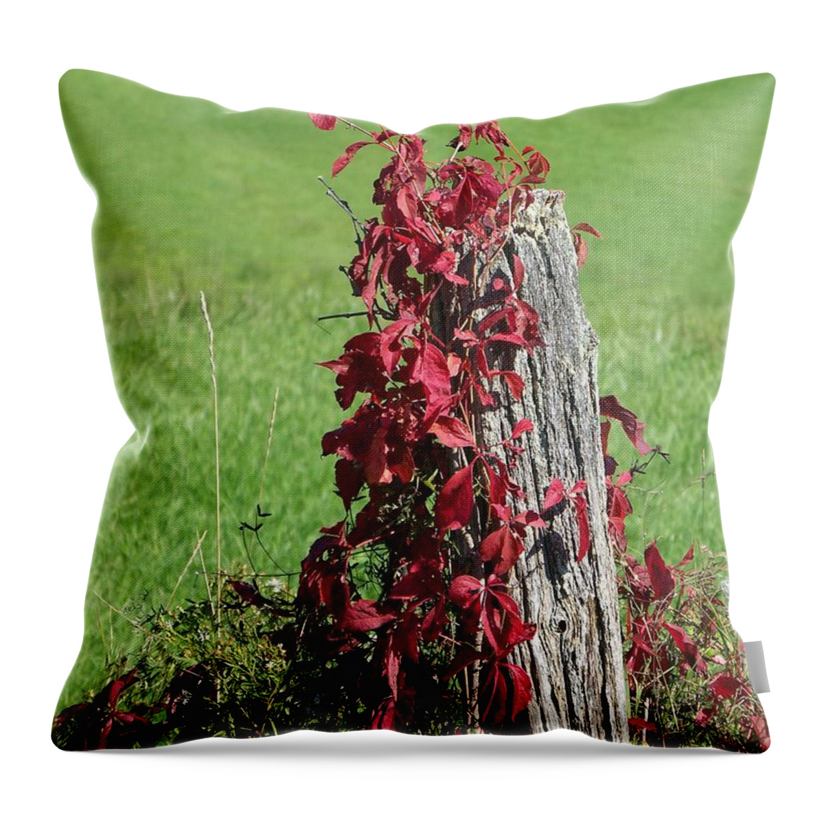 Vine Throw Pillow featuring the photograph The Red Vine - Photograph by Jackie Mueller-Jones