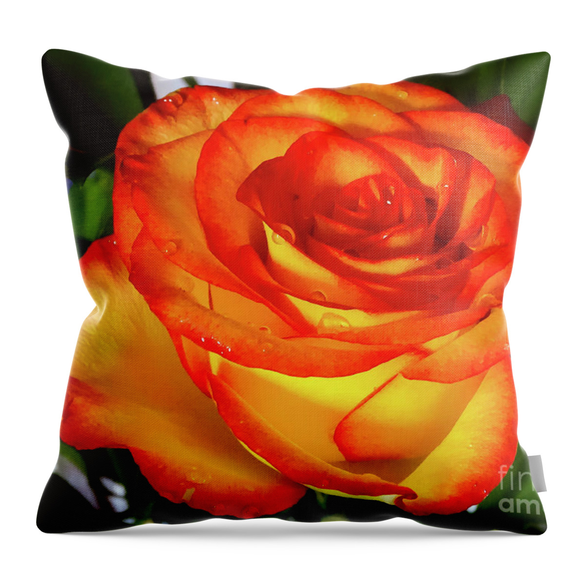Orange Throw Pillow featuring the photograph The Rose by Camille Pascoe