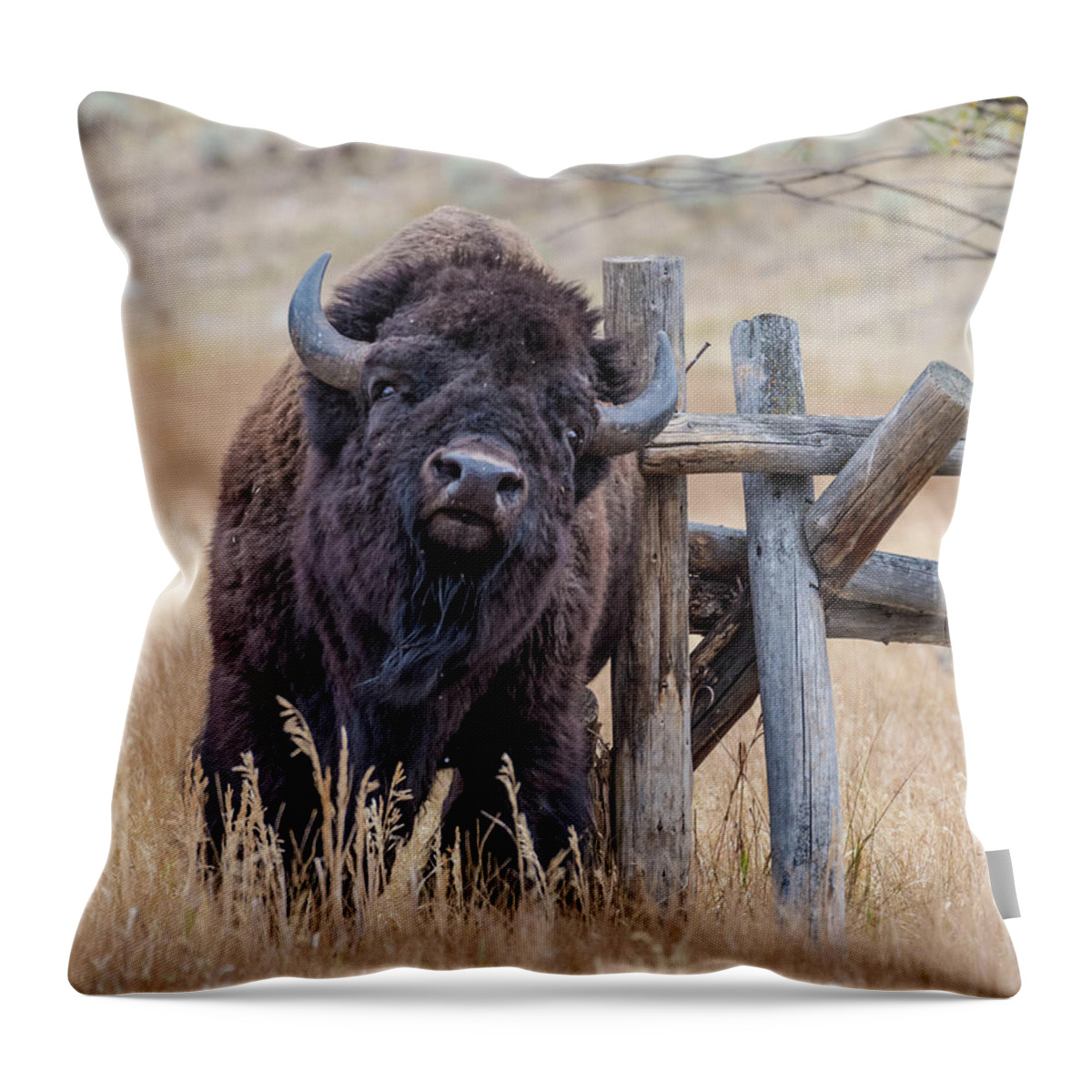 Bison Throw Pillow featuring the photograph The Scratching Post by Jody Partin
