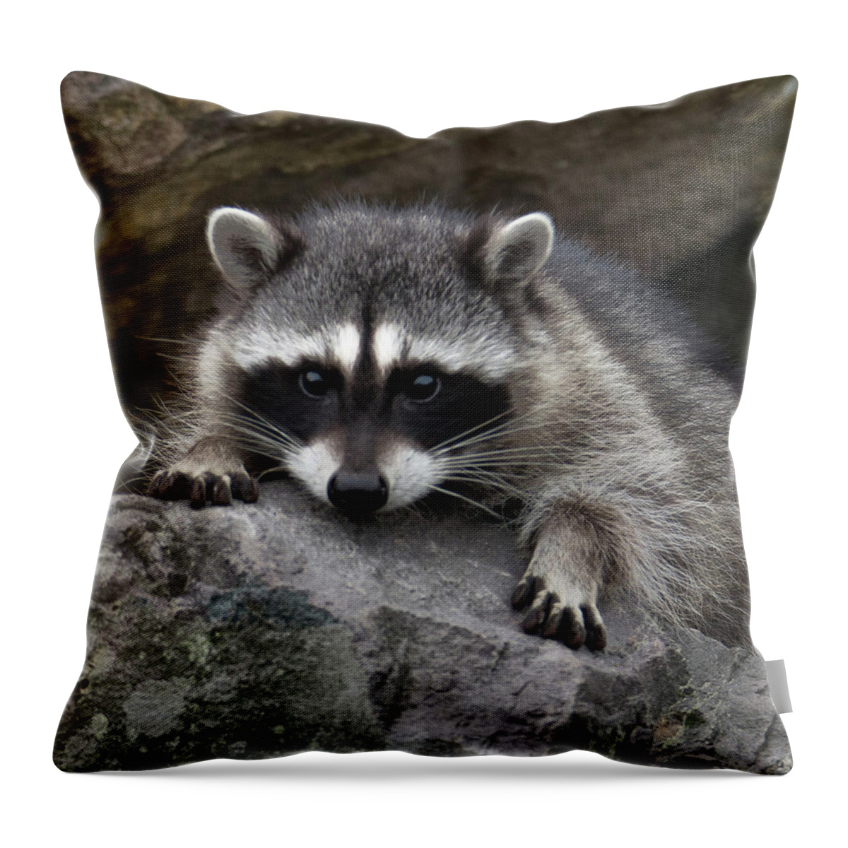Raccoon Throw Pillow featuring the photograph The Stare by Jerry Cahill