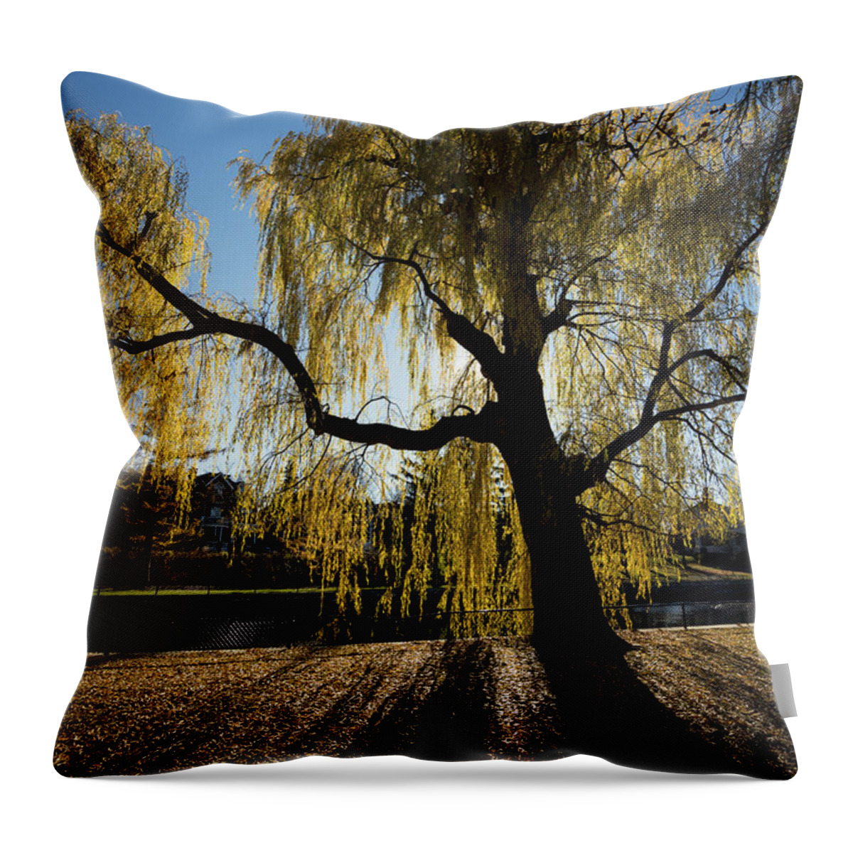 Tree Throw Pillow featuring the photograph The Sun Goes Through by Celso Bressan