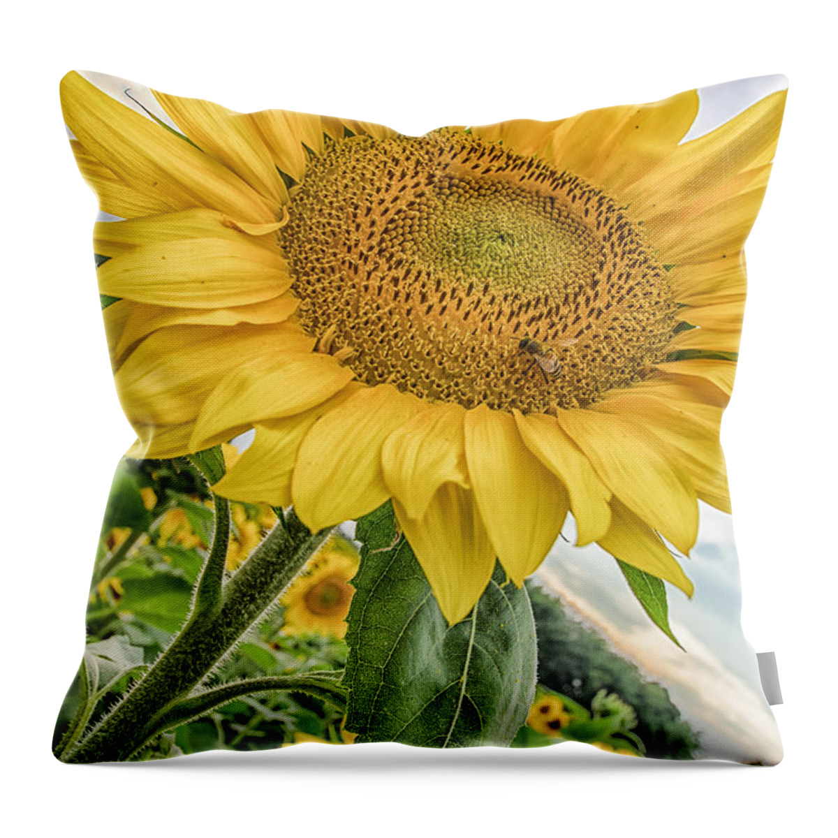Sunflower Throw Pillow featuring the photograph The Sunflower and The Bee by Bert Peake