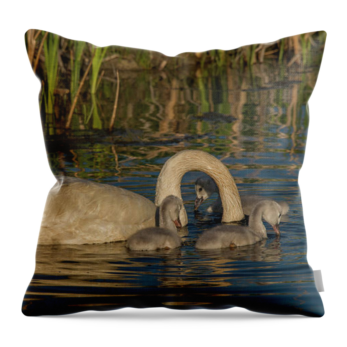 Swans Throw Pillow featuring the photograph The Swan Dance by Yeates Photography