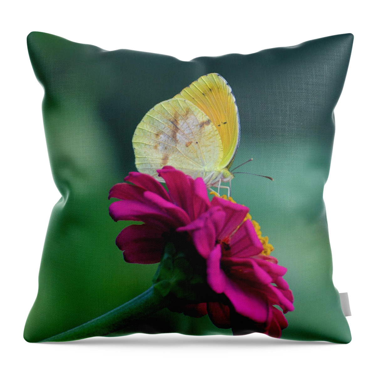 Insect Throw Pillow featuring the photograph The Sweet Spot by Donna Brown