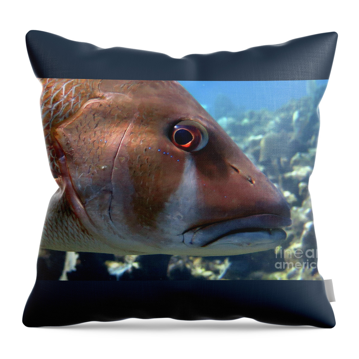 Underwater Throw Pillow featuring the photograph The Tear of a Dog Snapper by Daryl Duda