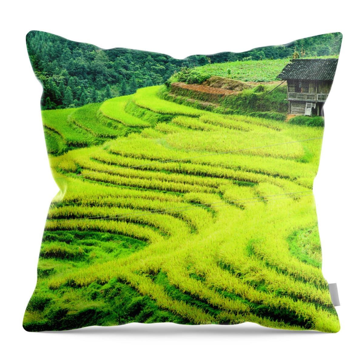 Rice Throw Pillow featuring the photograph The terraced fields scenery in autumn by Carl Ning