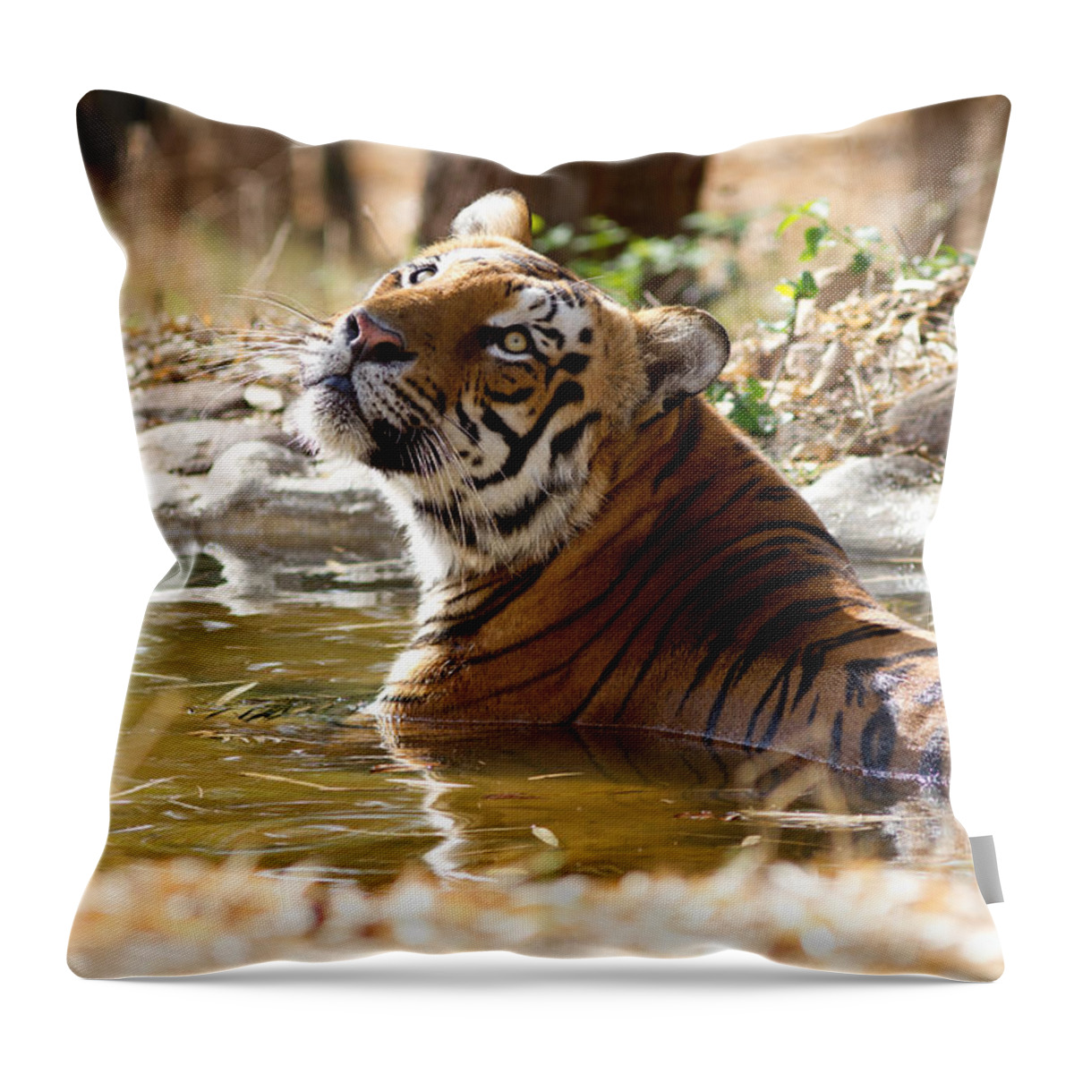 Wildcat Throw Pillow featuring the photograph The Thinker by Ramabhadran Thirupattur