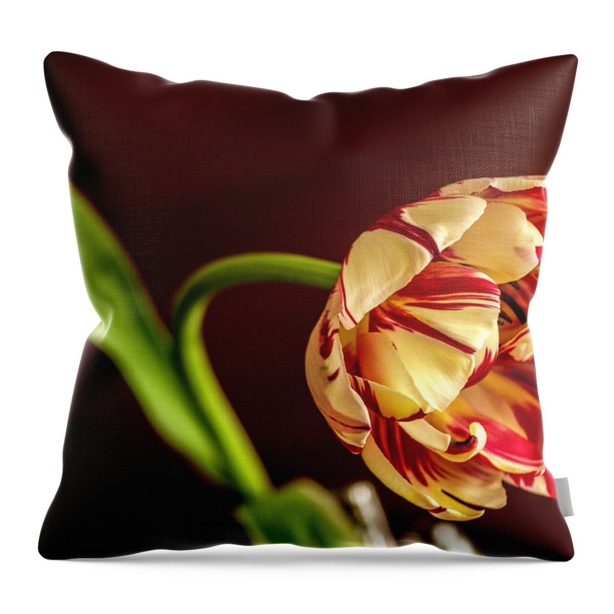 Tulip Throw Pillow featuring the photograph The Tulip's bow by Wolfgang Stocker
