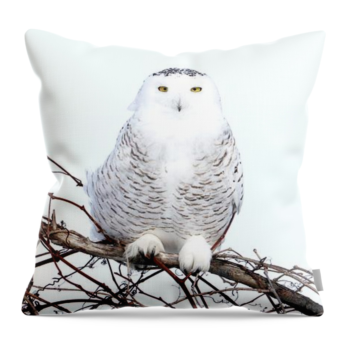 Snowy Owls Throw Pillow featuring the photograph The vineyard by Heather King