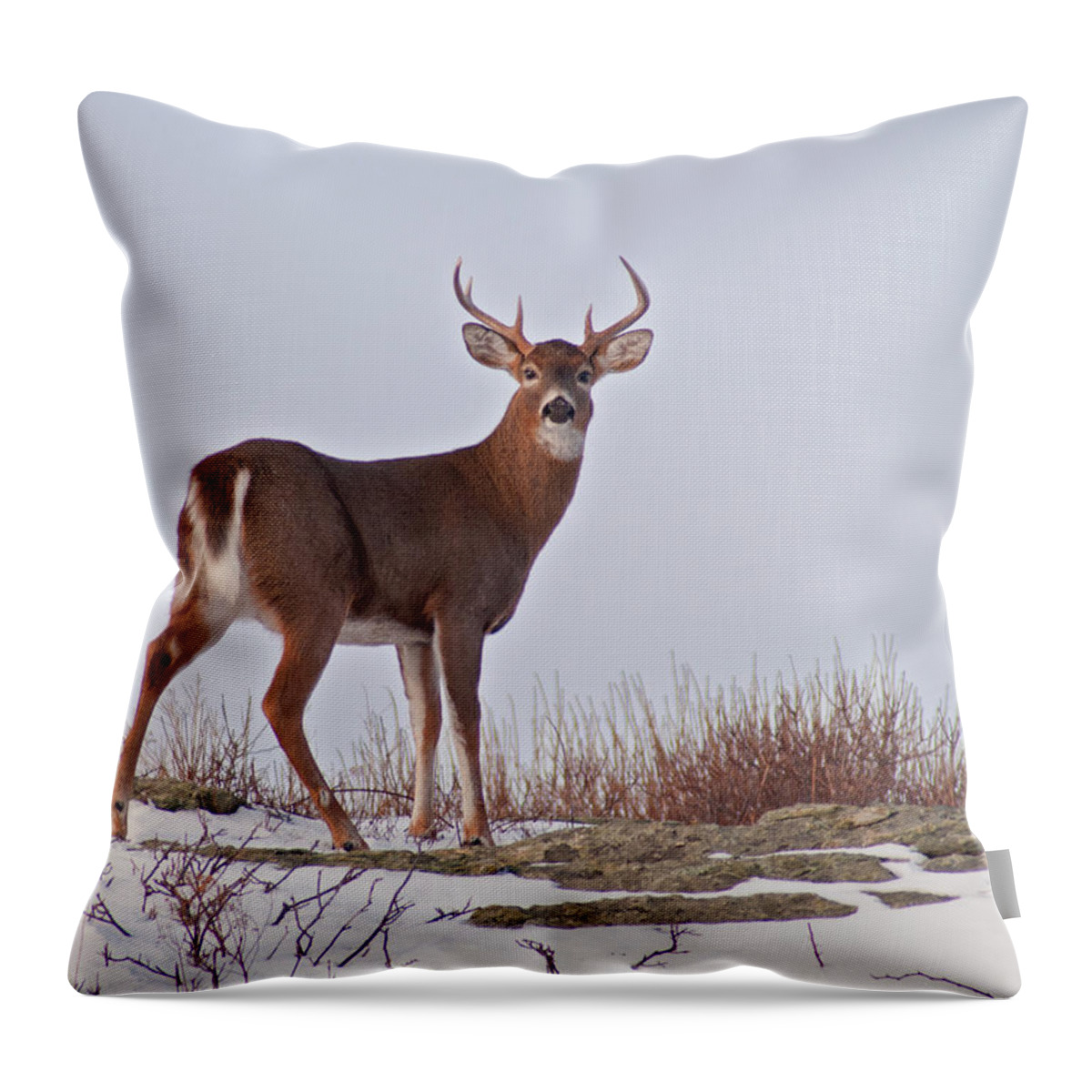 Newport Throw Pillow featuring the photograph The Watchful Deer by Nancy De Flon
