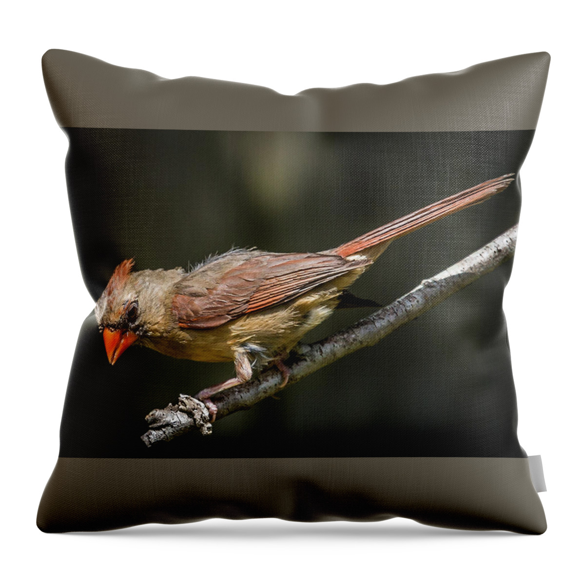  Throw Pillow featuring the photograph The Wet Look by Gregory Daley MPSA