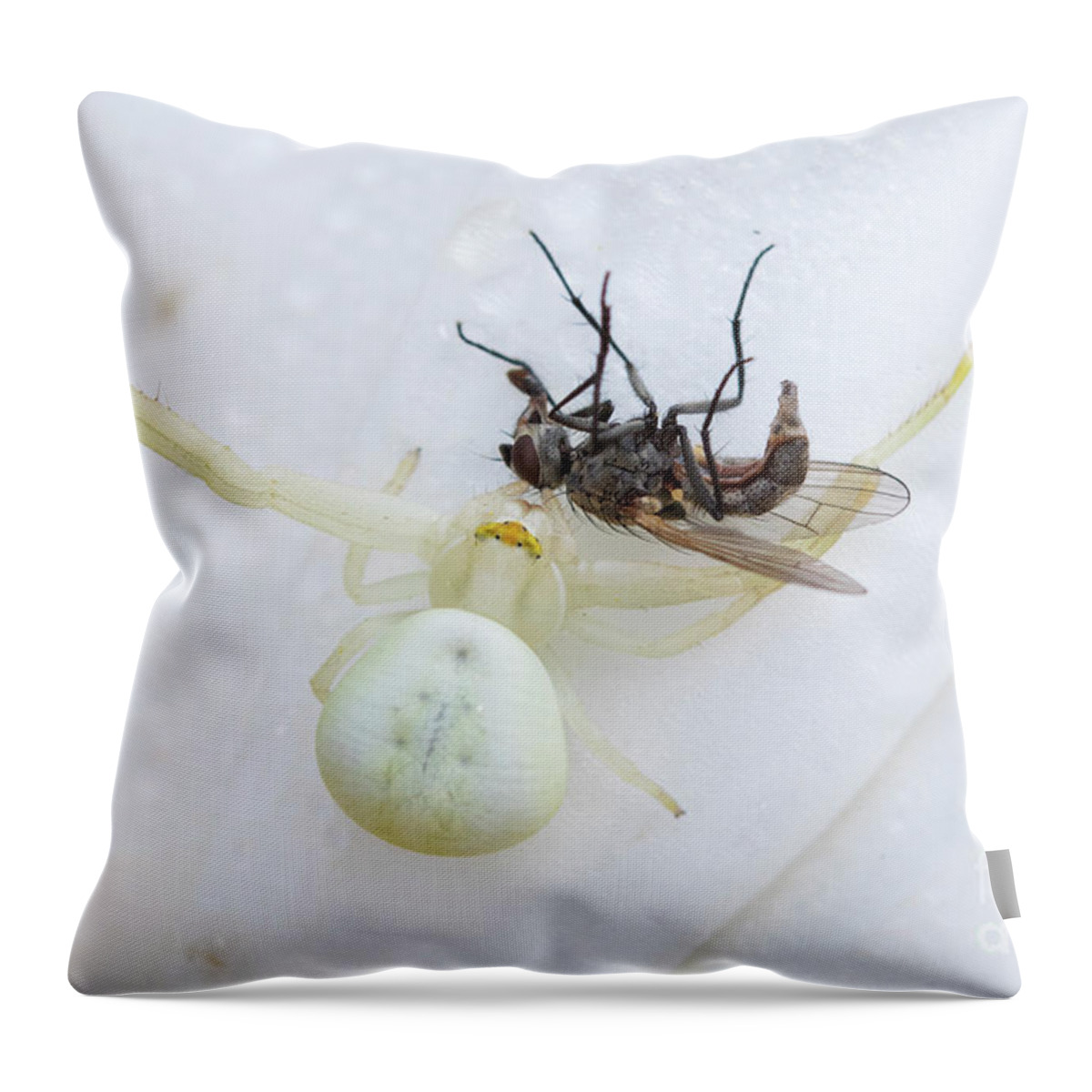 The White Killer Throw Pillow featuring the photograph The White Killer by Mircea Costina Photography