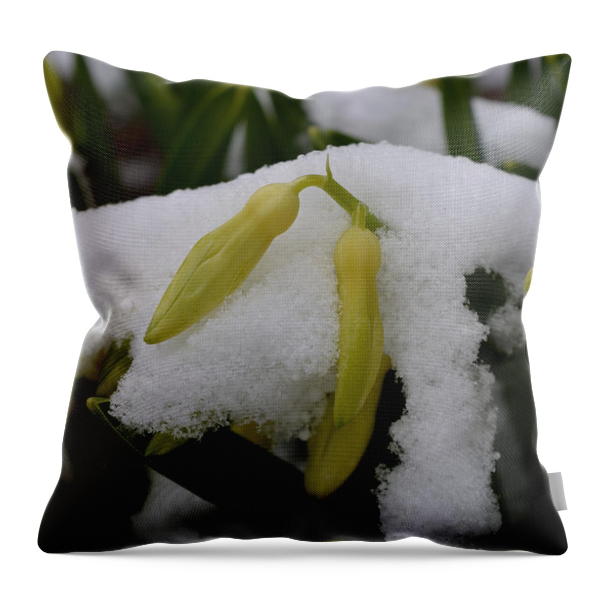 Hyacinth Throw Pillow featuring the photograph The Whitening Process by Richard Andrews