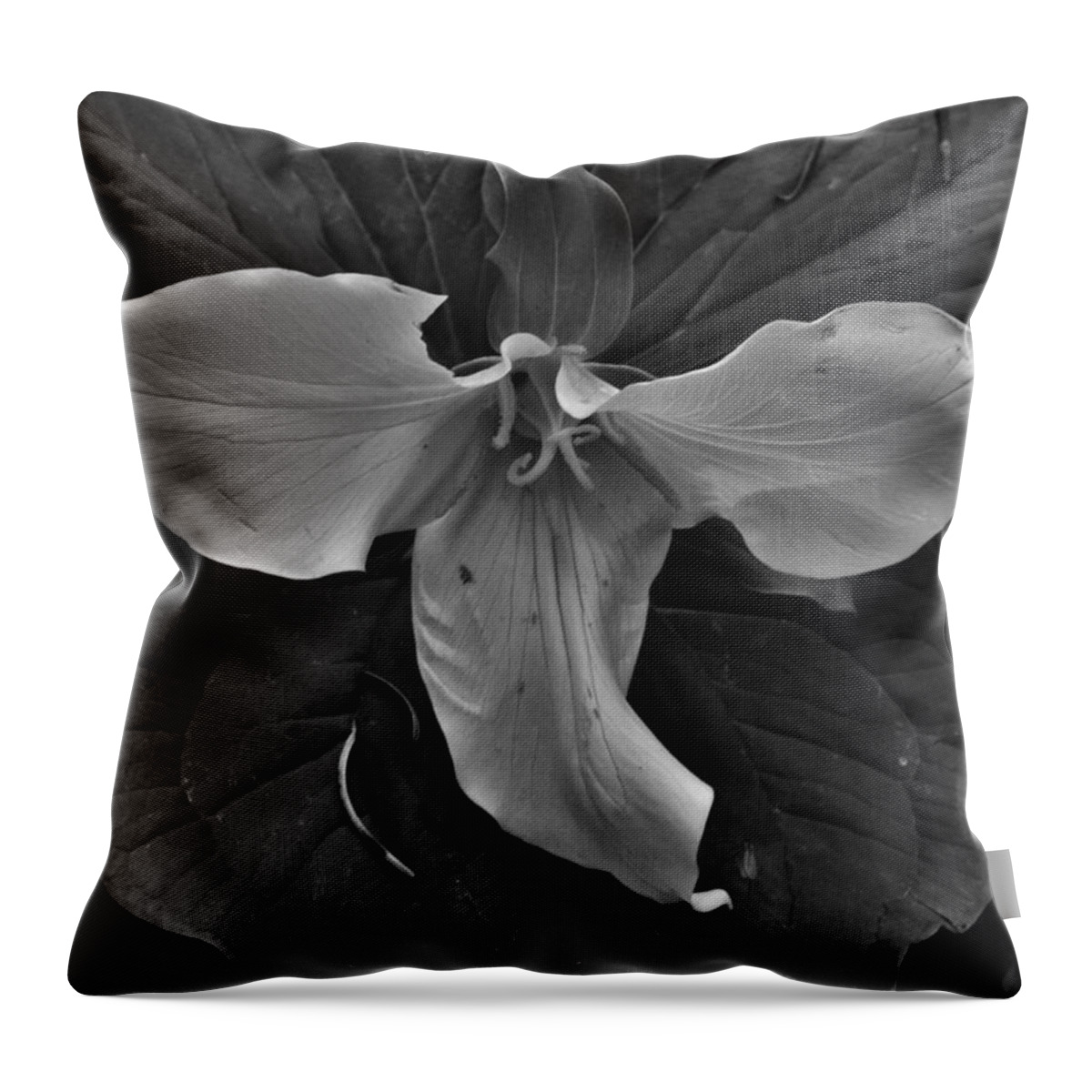 Flower Throw Pillow featuring the photograph The Open Trillium BW by Charles Lucas