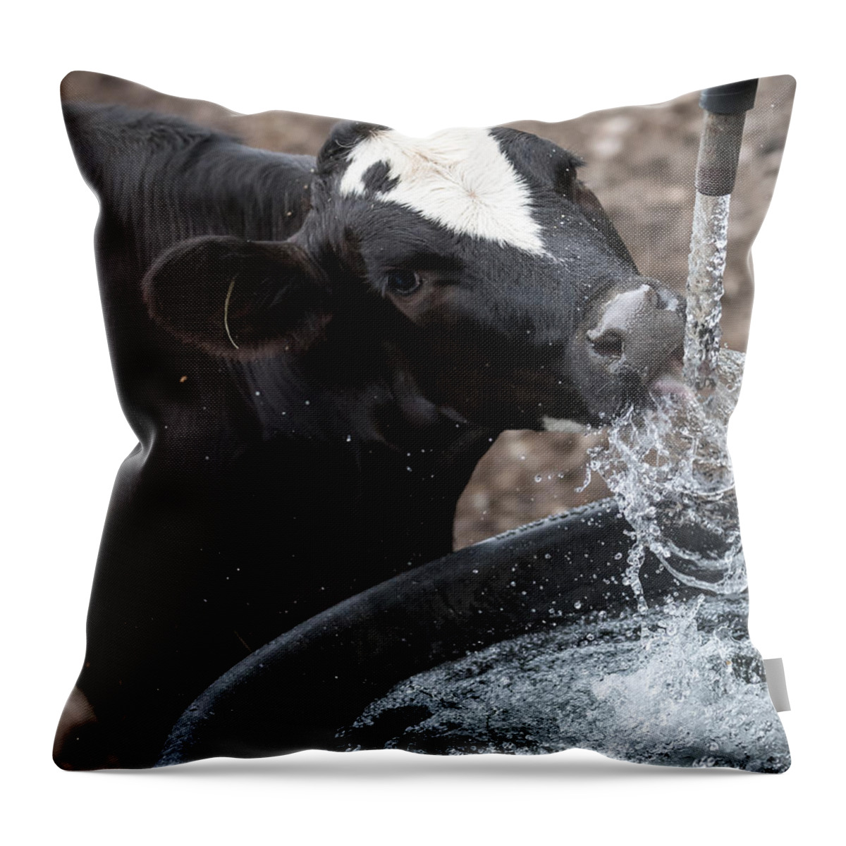 Cow Throw Pillow featuring the photograph Thirsty Cow by Holden The Moment