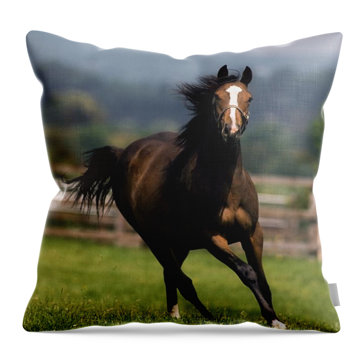 Animals Throw Pillow featuring the photograph Thoroughbred Horses, Yearlings by The Irish Image Collection
