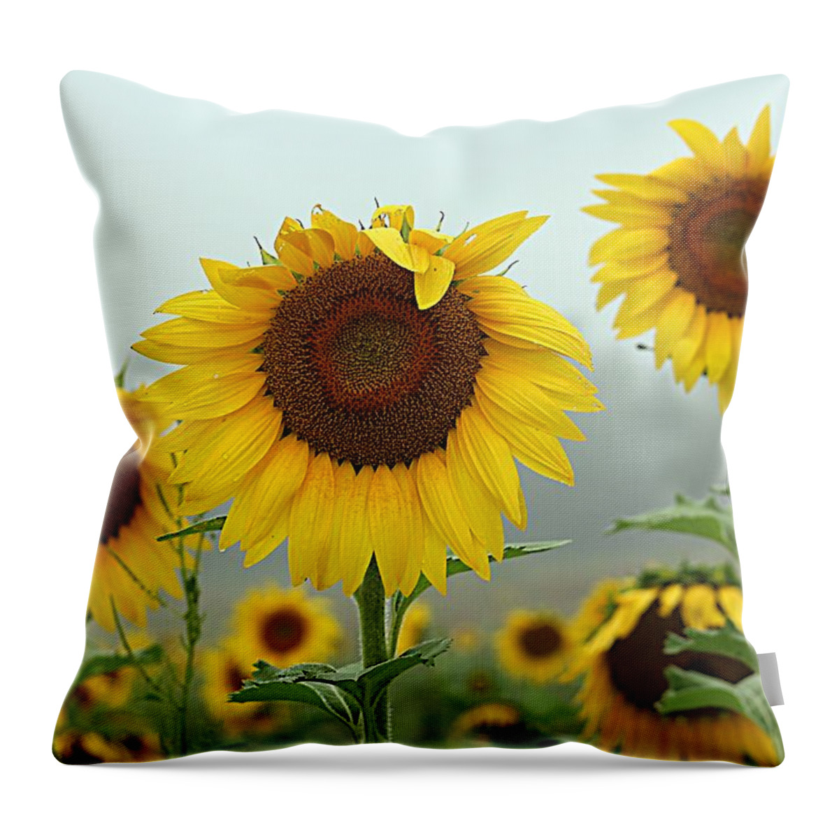Three Sunflowers Throw Pillow featuring the photograph Three Amigos in a Field by Karen McKenzie McAdoo