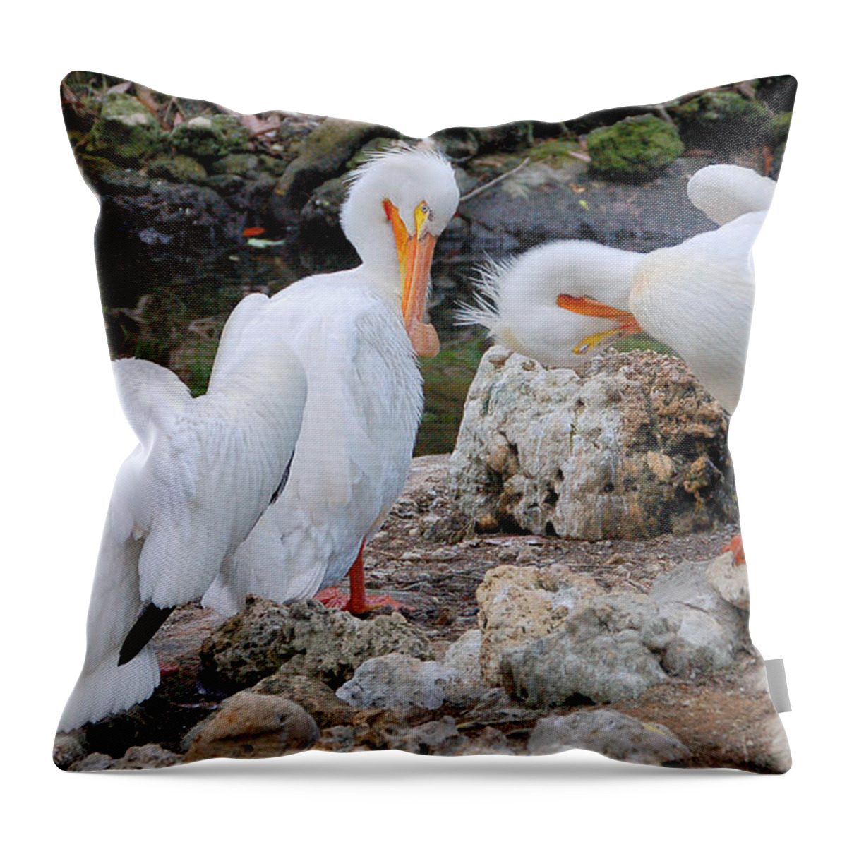 American Pelicans Throw Pillow featuring the photograph Three Amigos White Pelicans by Donna Proctor