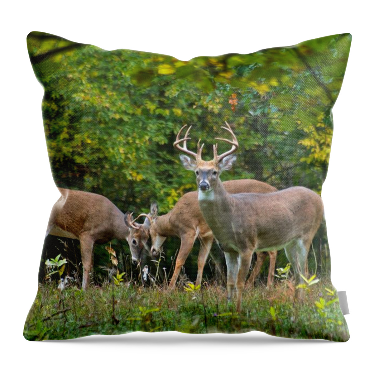 Three Throw Pillow featuring the photograph Three Bucks_0054_4463 by Michael Peychich