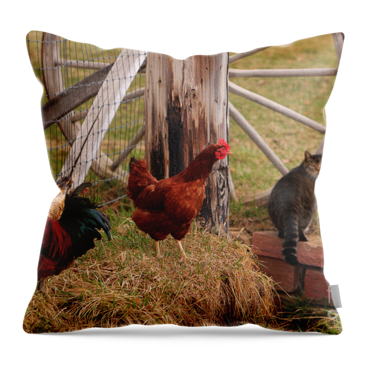 Rooster Throw Pillow featuring the photograph Three chickens and a cat by James BO Insogna