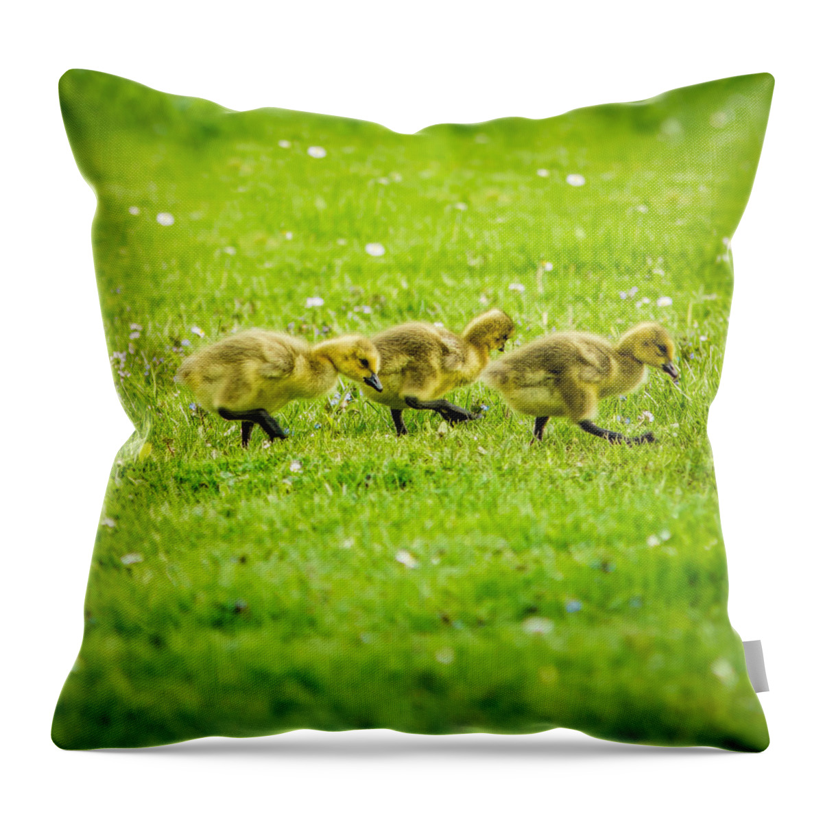 Family Throw Pillow featuring the photograph Three Goslings by Chris Bordeleau