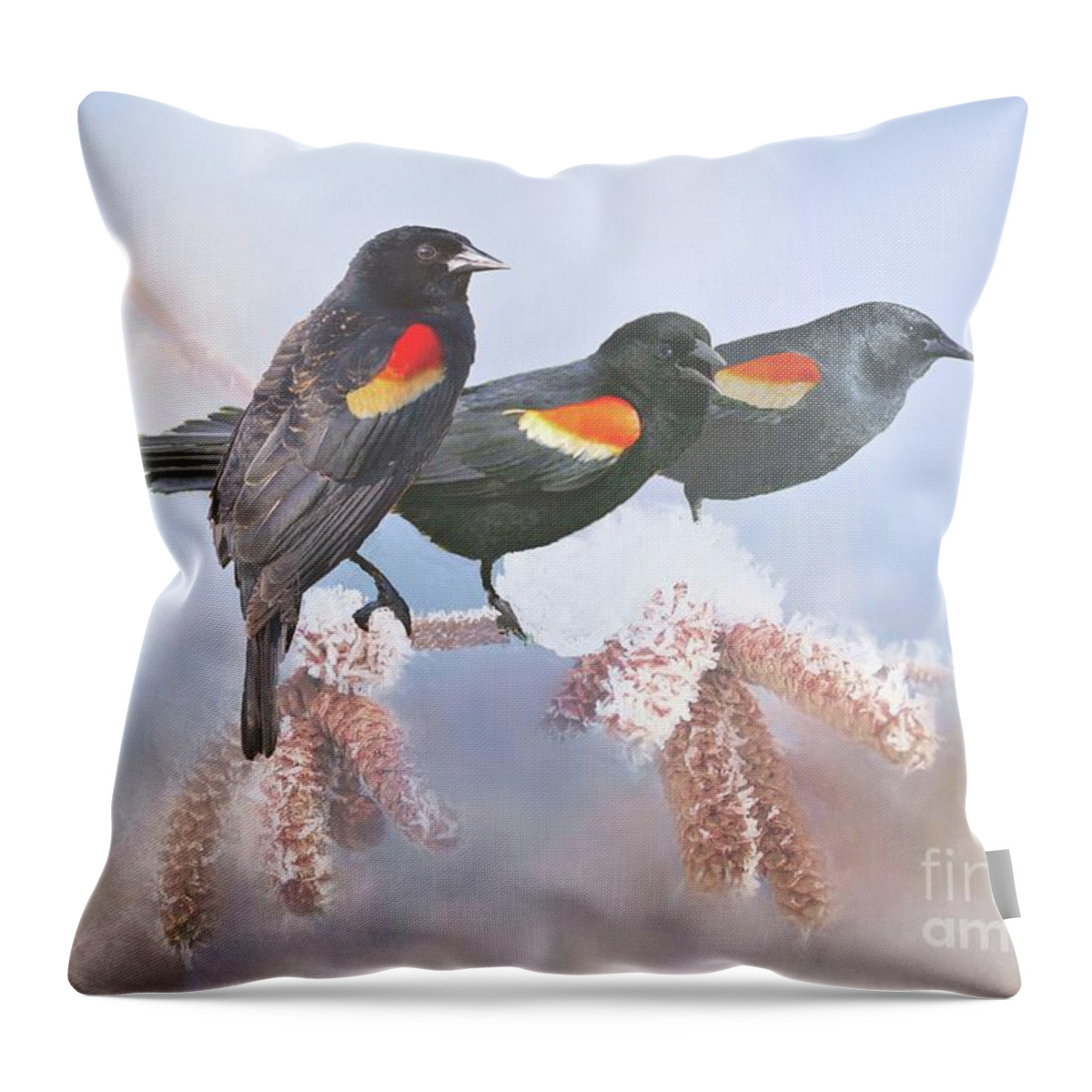 Blackbirds Throw Pillow featuring the photograph Three Red-Winged Blackbirds in a Row by Janette Boyd