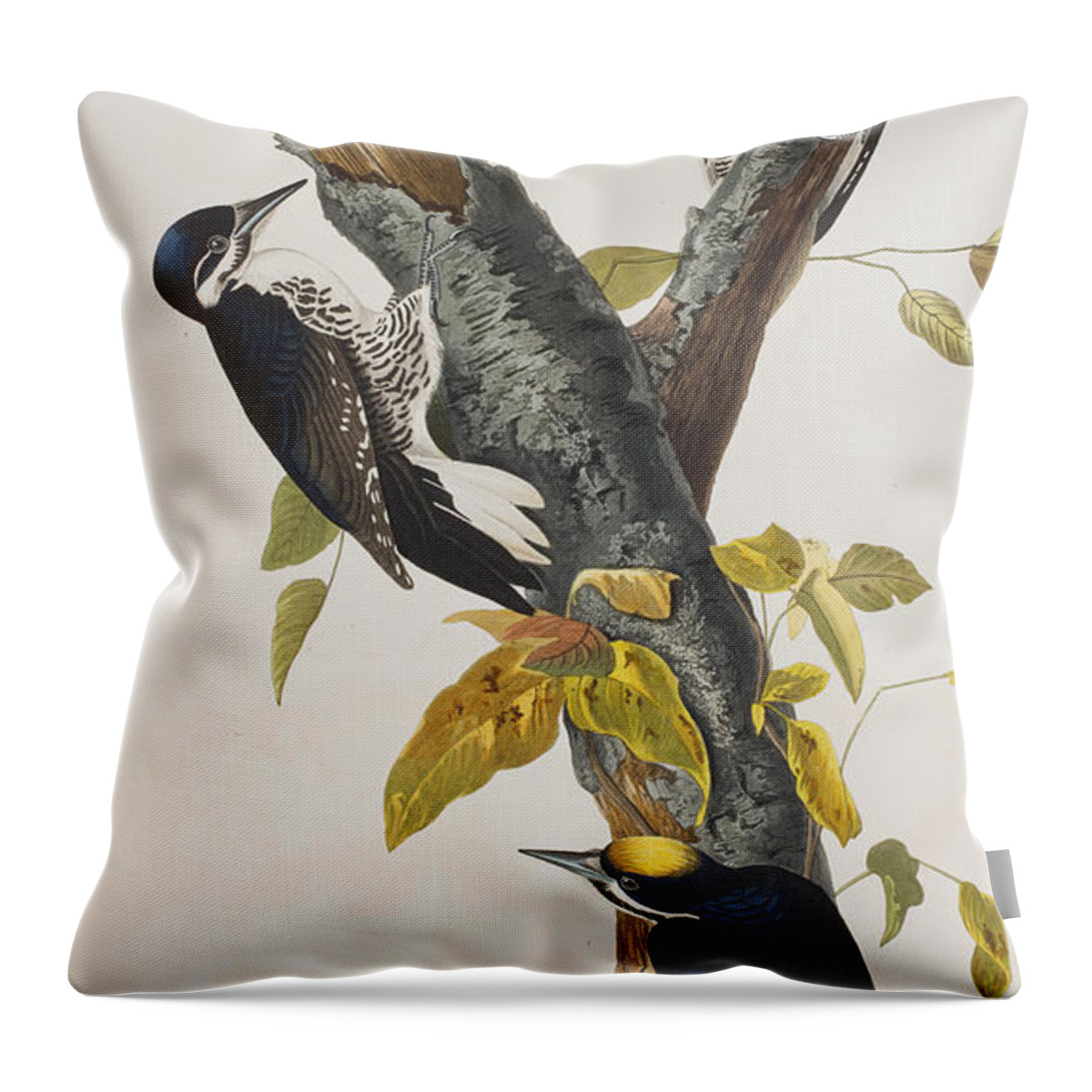 Woodpecker Throw Pillow featuring the painting Three Toed Woodpecker by John James Audubon